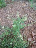 Chenopodium opulifolium